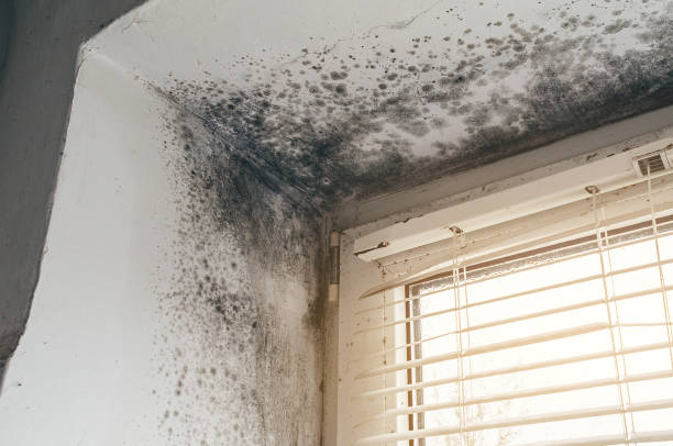 Affordable Mold Testing solutions in West Long Branch, NJ